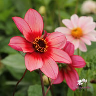 Lou Farman Dahlia Tuber
