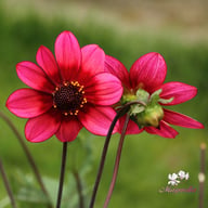 Lou Farman Dahlia Tuber
