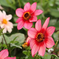 Lou Farman Dahlia Tuber
