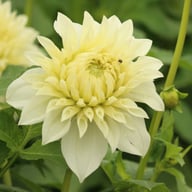 Louie Meggos Dahlia Knöl