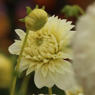 Louie Meggos Dahlia Knöl