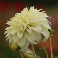 Louie Meggos Dahlia Knöl