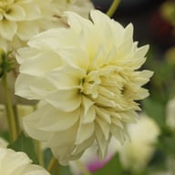 Louie Meggos Dahlia Knöl