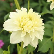 Louie Meggos Dahlia Knöl