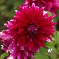 Louis Walcher Dahlia Knöl