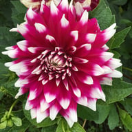 Louis Walcher Dahlia Knöl