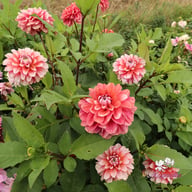 Lovely Lisa Blomstrar (cutting) Dahlia Cutting
