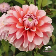 Lovely Lisa Blomstrar (cutting) Dahlia Cutting