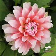 Lovely Lisa Blomstrar (cutting) Dahlia Cutting