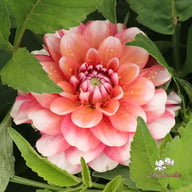Lovely Lisa Blomstrar (cutting) Dahlia Cutting