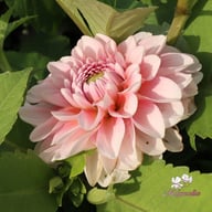 Lovely Lisa Blomstrar (cutting) Dahlia Cutting