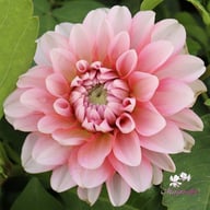Lovely Lisa Blomstrar (cutting) Dahlia Cutting