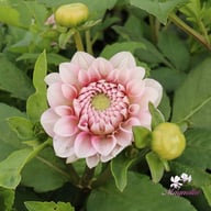 Lovely Lisa Blomstrar (cutting) Dahlia Cutting