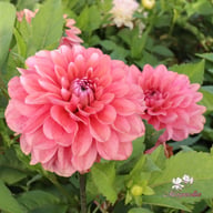 Lovely Lisa Blomstrar (cutting) Dahlia Cutting