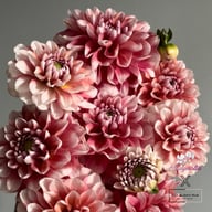 Lovely Lisa Blomstrar (cutting) Dahlia Cutting
