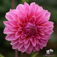 Lucky Number Dahlia Tuber