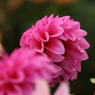 Lucky Number Dahlia Tuber