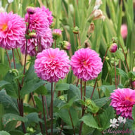 Lucky Number Dahlia Tuber