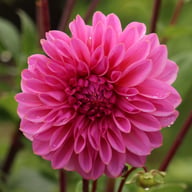 Lucky Number Dahlia Tuber