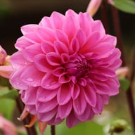 Lucky Number Dahlia Tuber