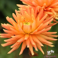 Ludwig Helfert Dahlia Tuber