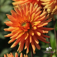 Ludwig Helfert Dahlia Tuber