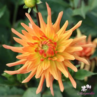 Ludwig Helfert Dahlia Tuber