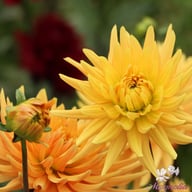 Ludwig Helfert Dahlia Tuber