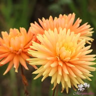 Ludwig Helfert Dahlia Tuber