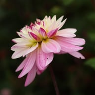 Luka Johanna Dahlia Tuber
