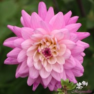 Luka Johanna Dahlia Tuber