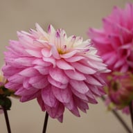 Luka Johanna Dahlia Tuber