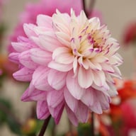 Luka Johanna Dahlia Tuber