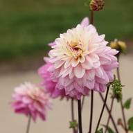Luka Johanna Dahlia Tuber