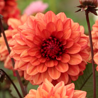Lunara (Orient Express) Dahlia Tuber