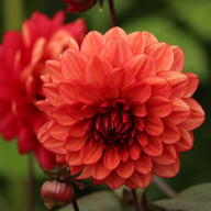 Lunara (Orient Express) Dahlia Tuber
