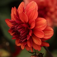 Lunara (Orient Express) Dahlia Tuber