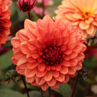 Lunara (Orient Express) Dahlia Tuber