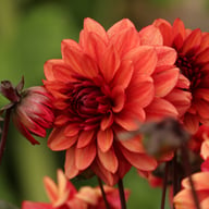 Lunara (Orient Express) Dahlia Tuber