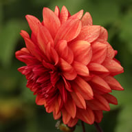 Lunara (Orient Express) Dahlia Tuber