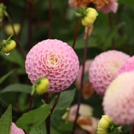 Maaike Dahlia Tuber