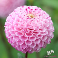 Maaike Dahlia Tuber
