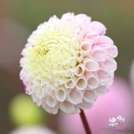 Maaike Dahlia Tuber
