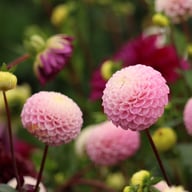 Maaike Dahlia Tuber