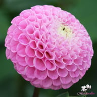 Maaike Dahlia Tuber