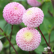 Maaike Dahlia Tuber