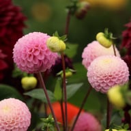 Maaike Dahlia Tuber