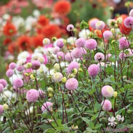 Maaike Dahlia Tuber