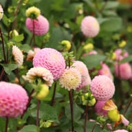 Maaike Dahlia Tuber