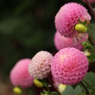 Maaike Dahlia Tuber